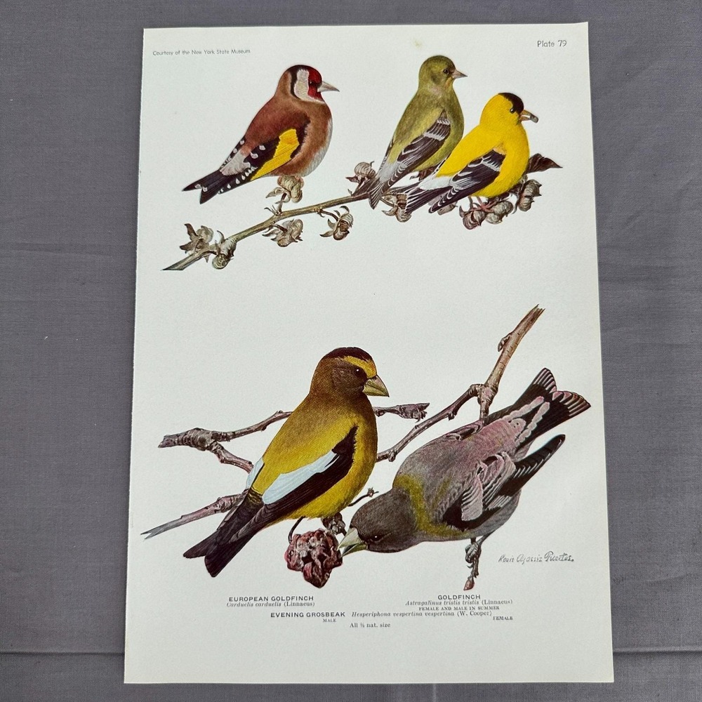 Louis Fuertes European American Goldfinches Evening Grosbeak 1936 Plate Wall Art